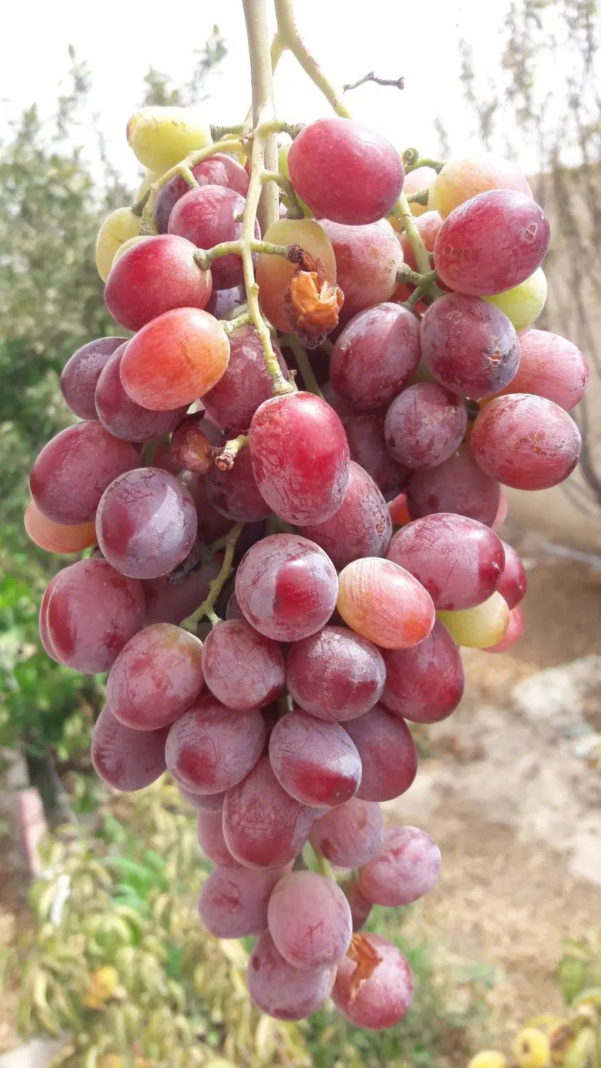 فروش باغچه در شهر ورامین