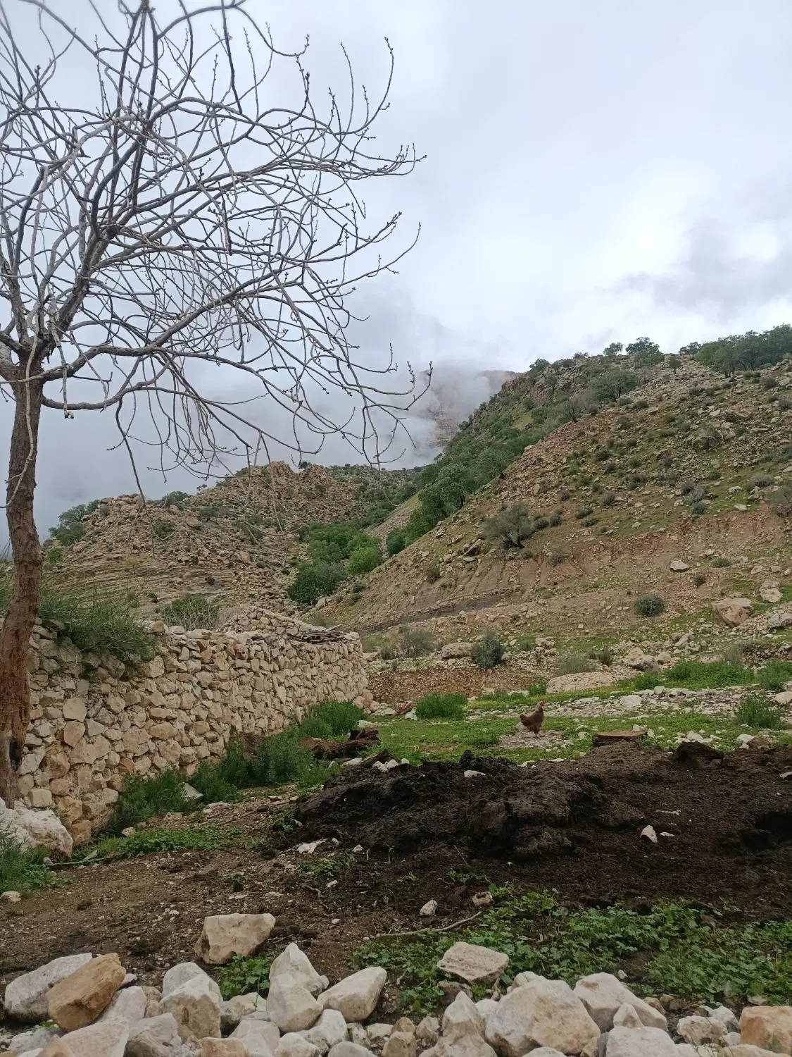 زمین باغی بادم