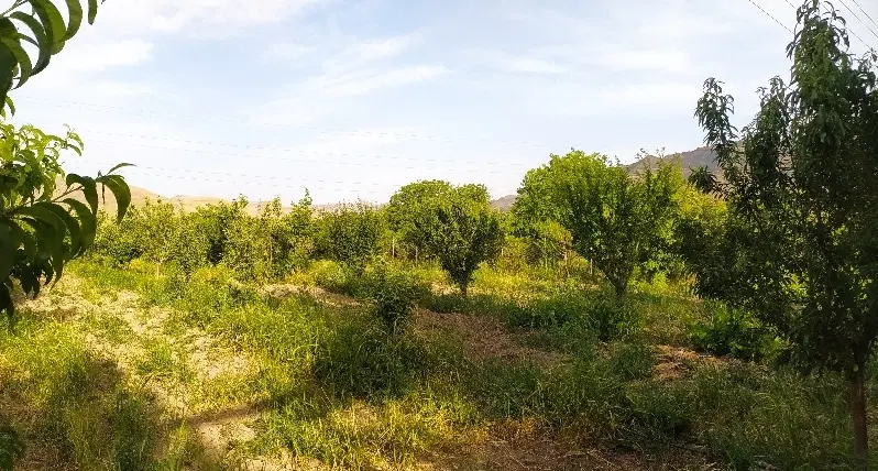 فروش باغ در تجره