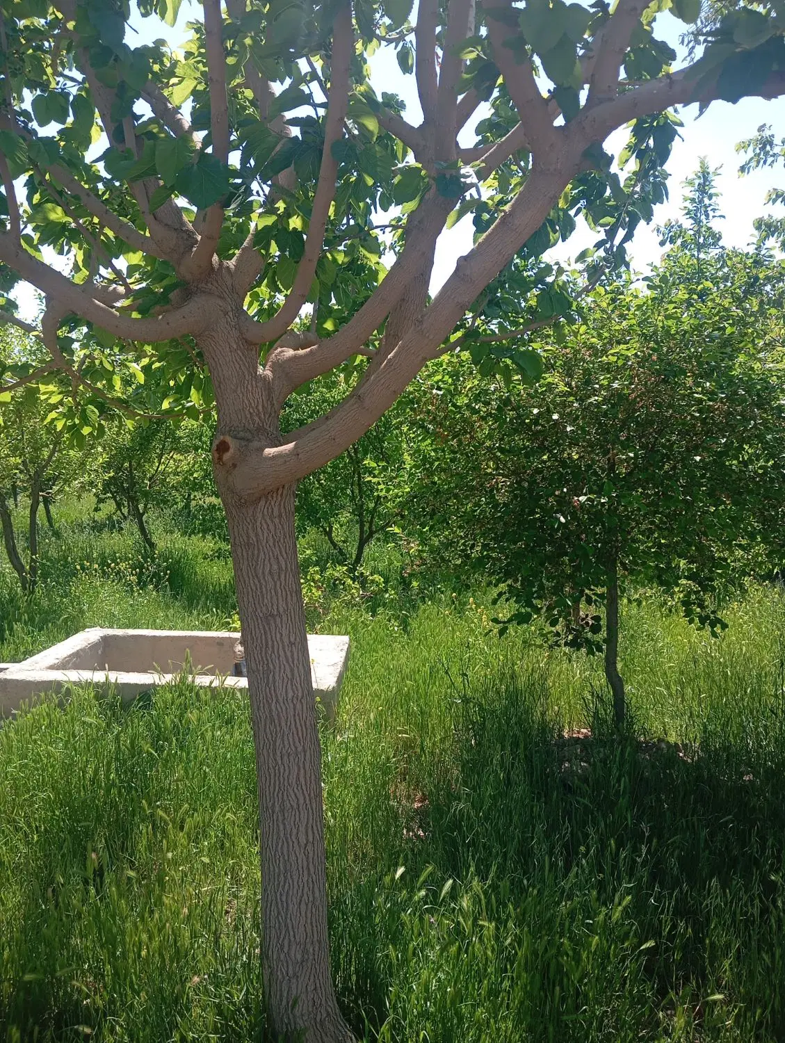 باغ سند دار چسب صنعتی اتوبان تهران ساوه