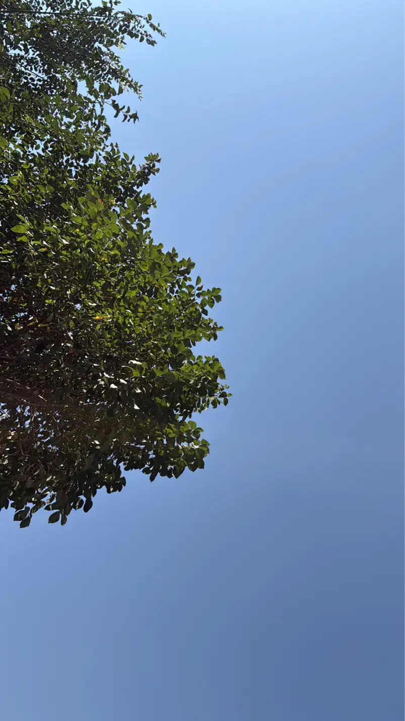 ۲۲۵۰ متر  باغ ویلا