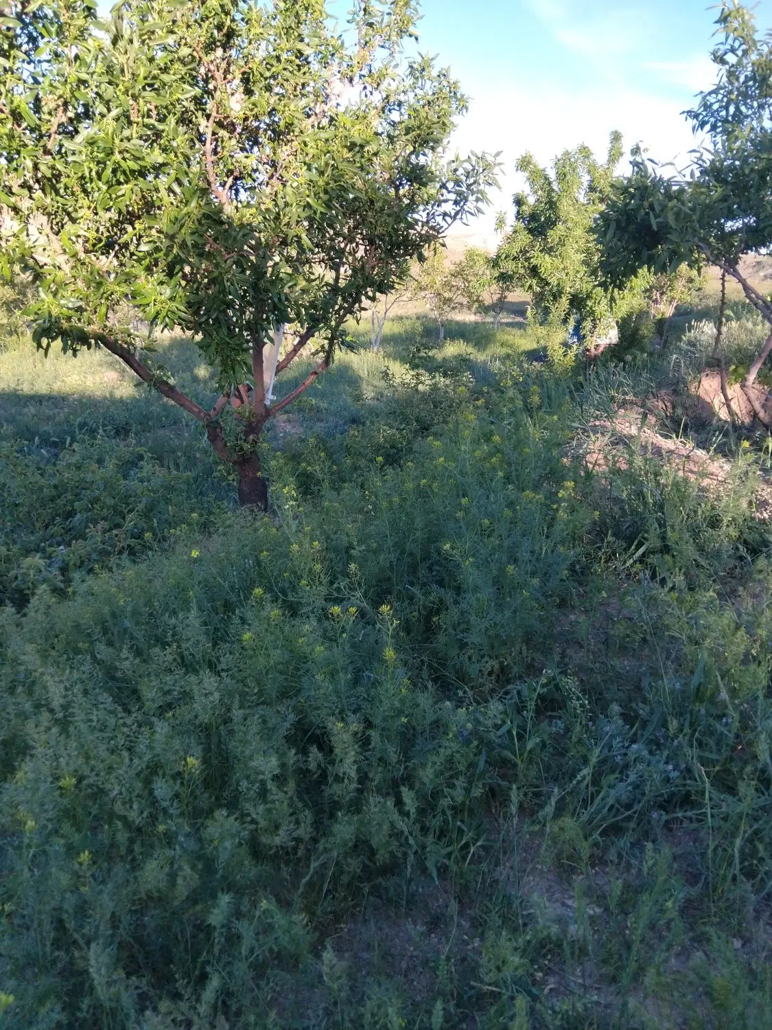 باغ روستای پنبه جوق