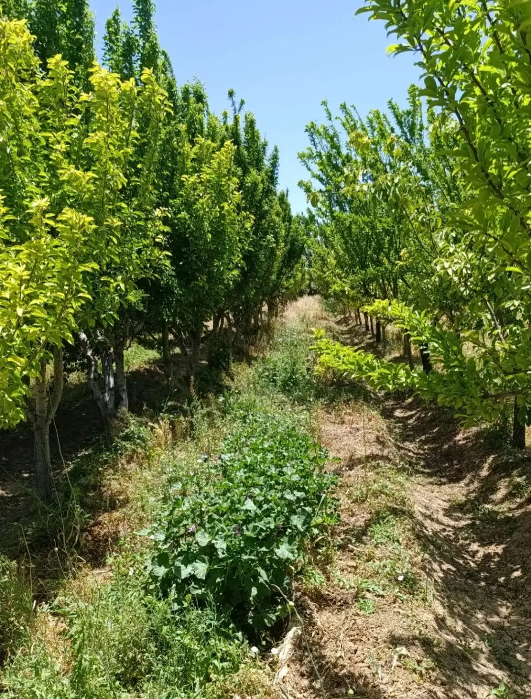 باغ فروشی