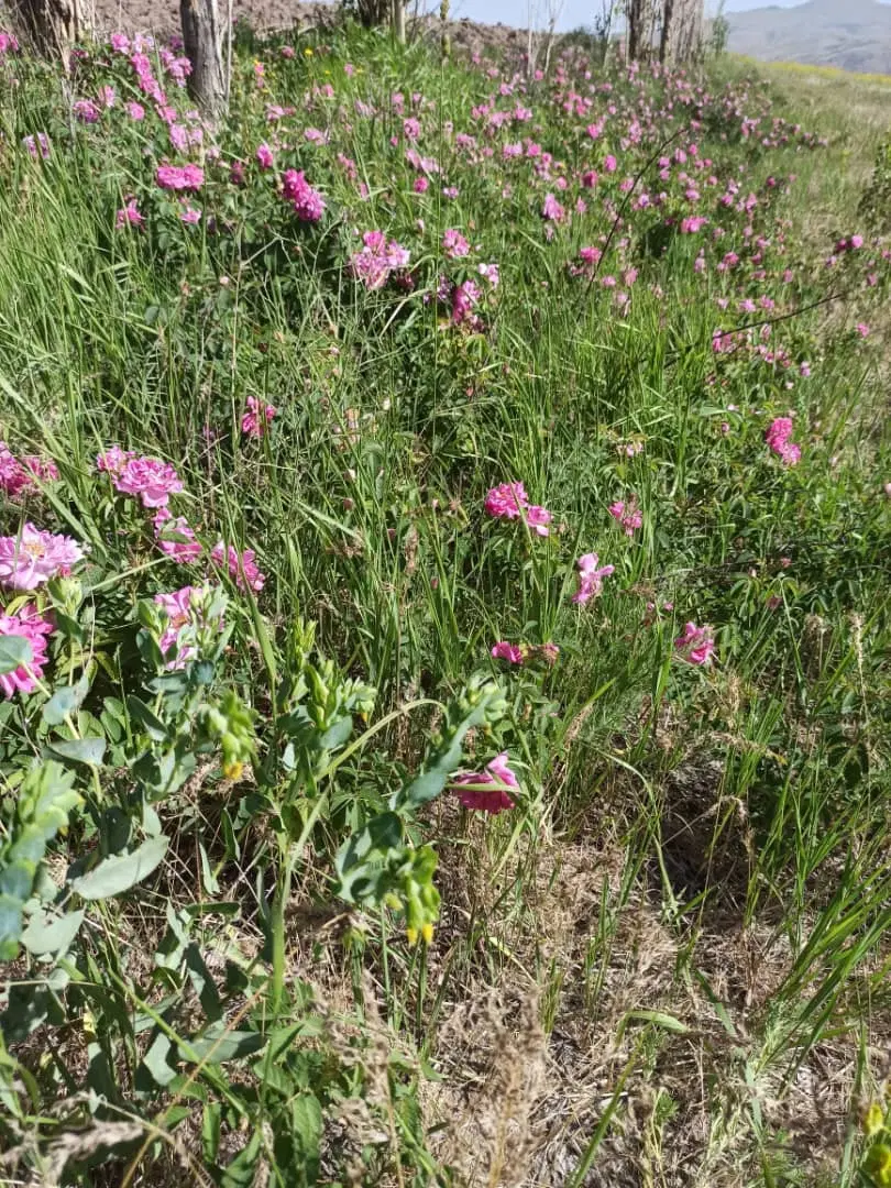 باغ و زمین کشاورزی با آب دائمی