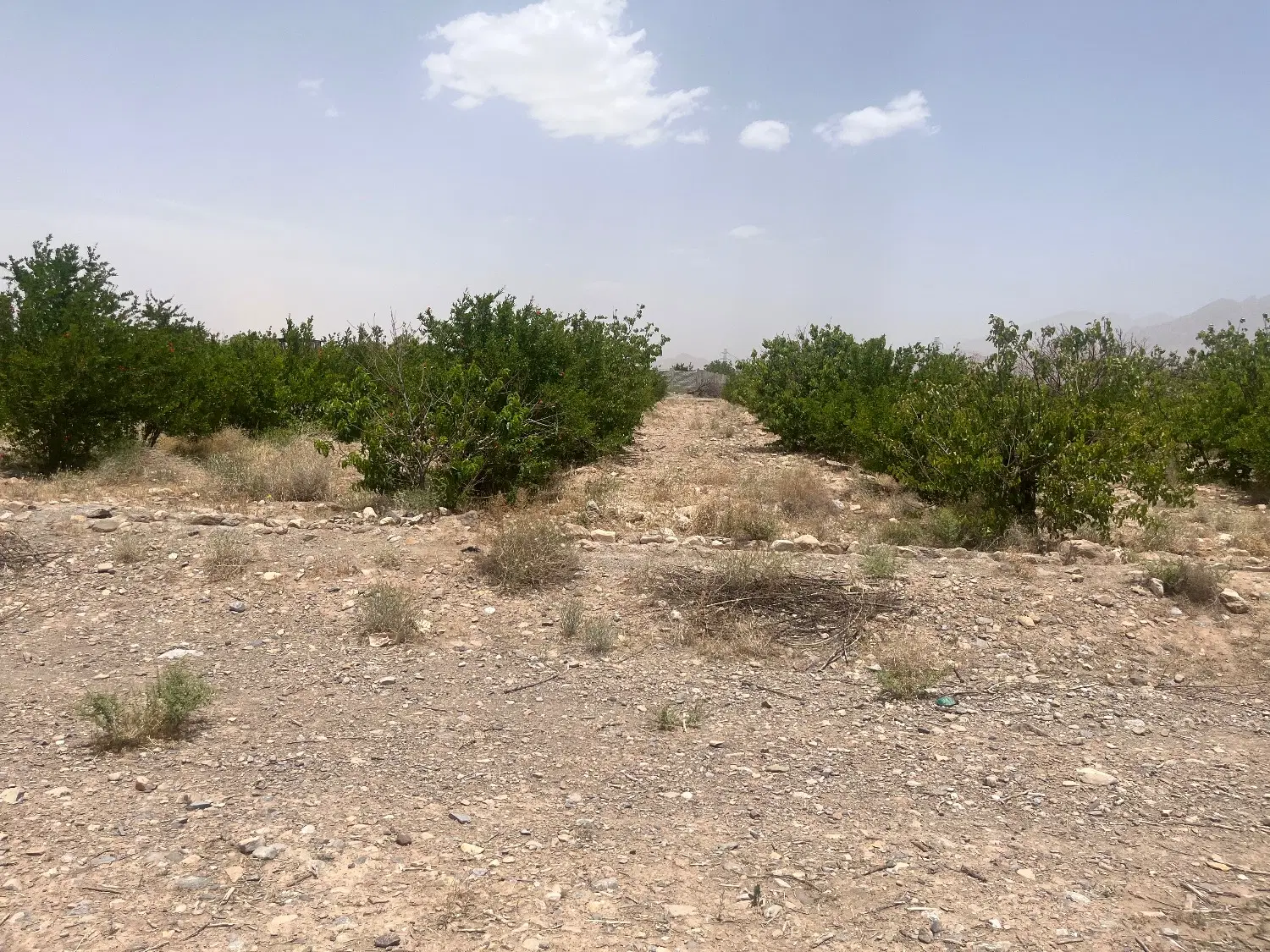 زمین کشاورزی ۵ کیلومتری ماهان