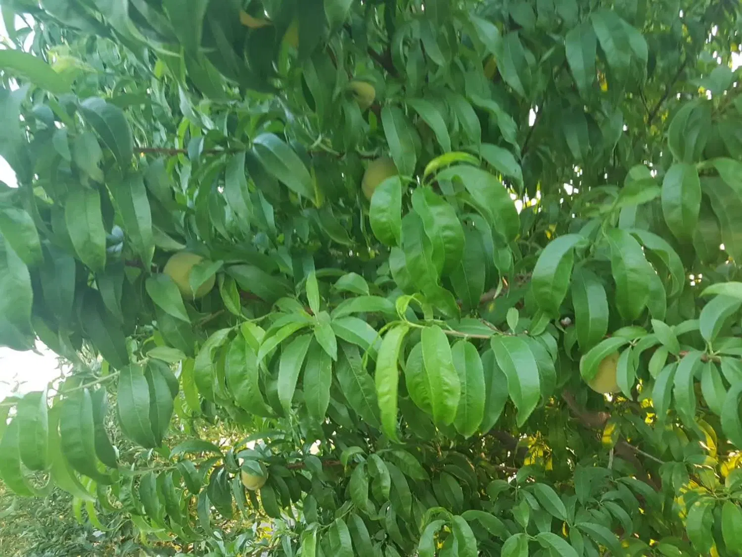 باغ میوه و زمین زعفران متراژ ۴۲۵۰متر بادوسند مجزا