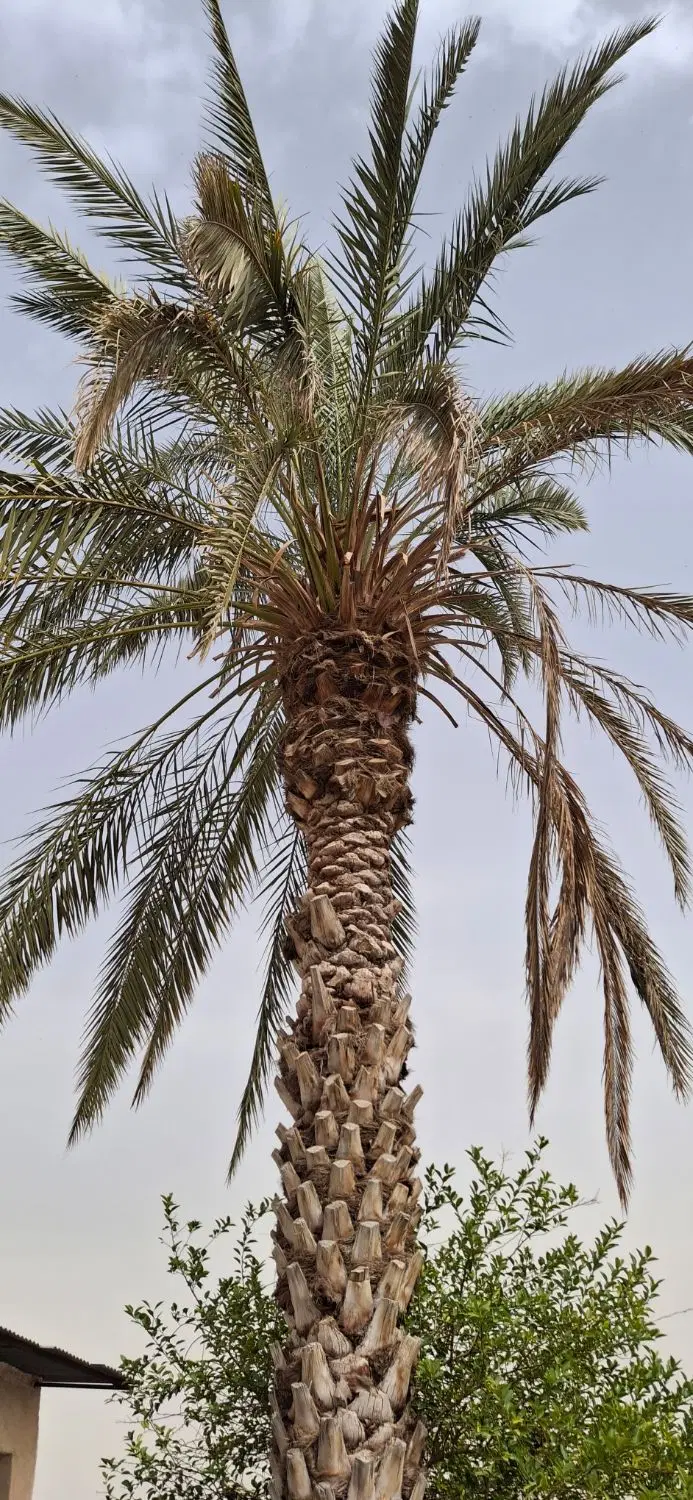 فروش منزل (خانه) قدیمی یا معاوضه با طلا سند تکبرگ
