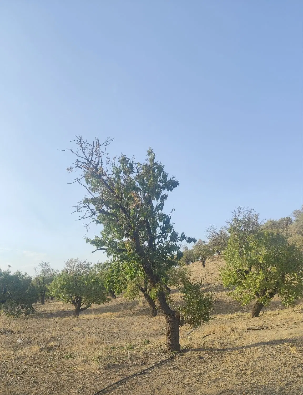 باغ بادام در شوراب صغیر