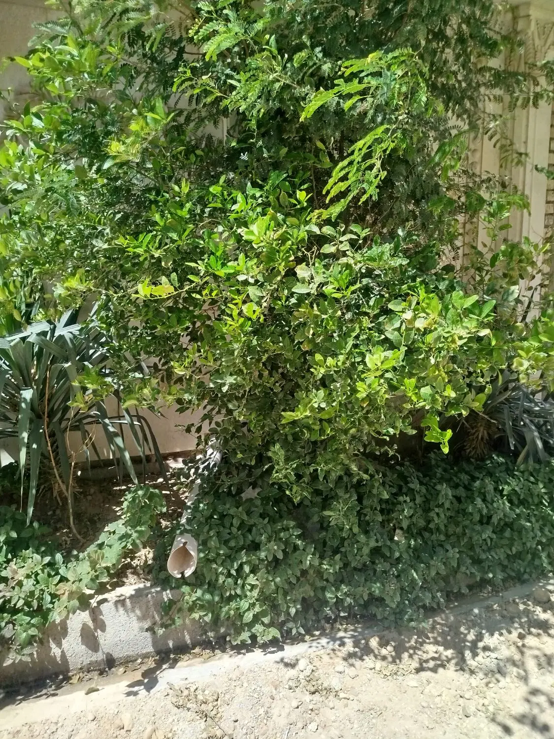 اجاره ملک گلستان
