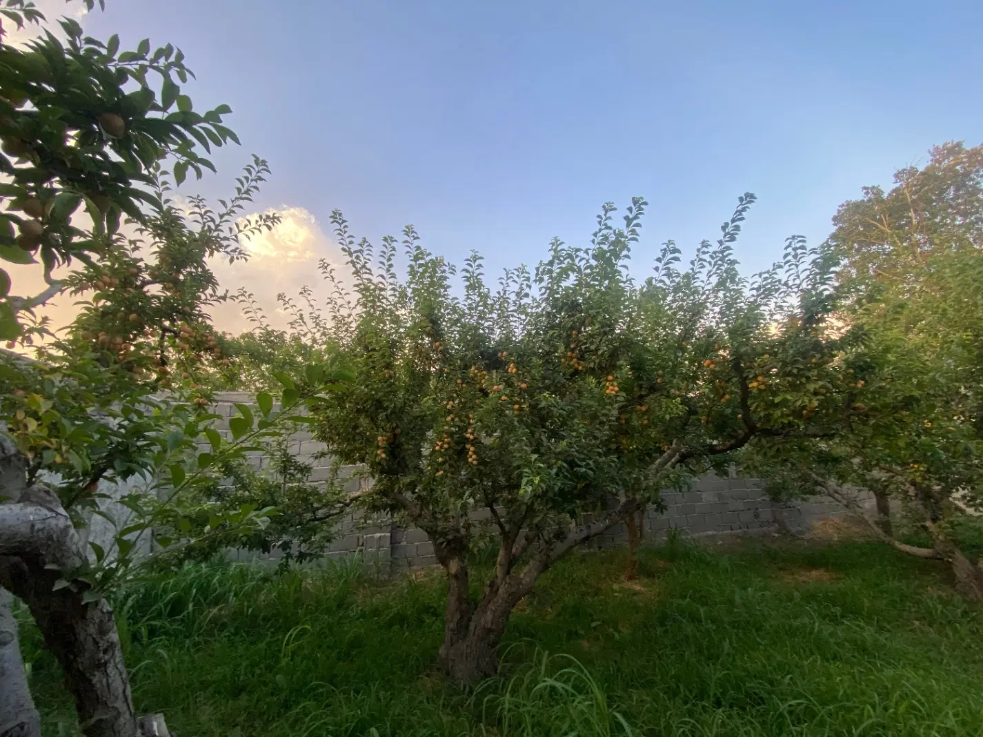 باغ باغچه شهریار