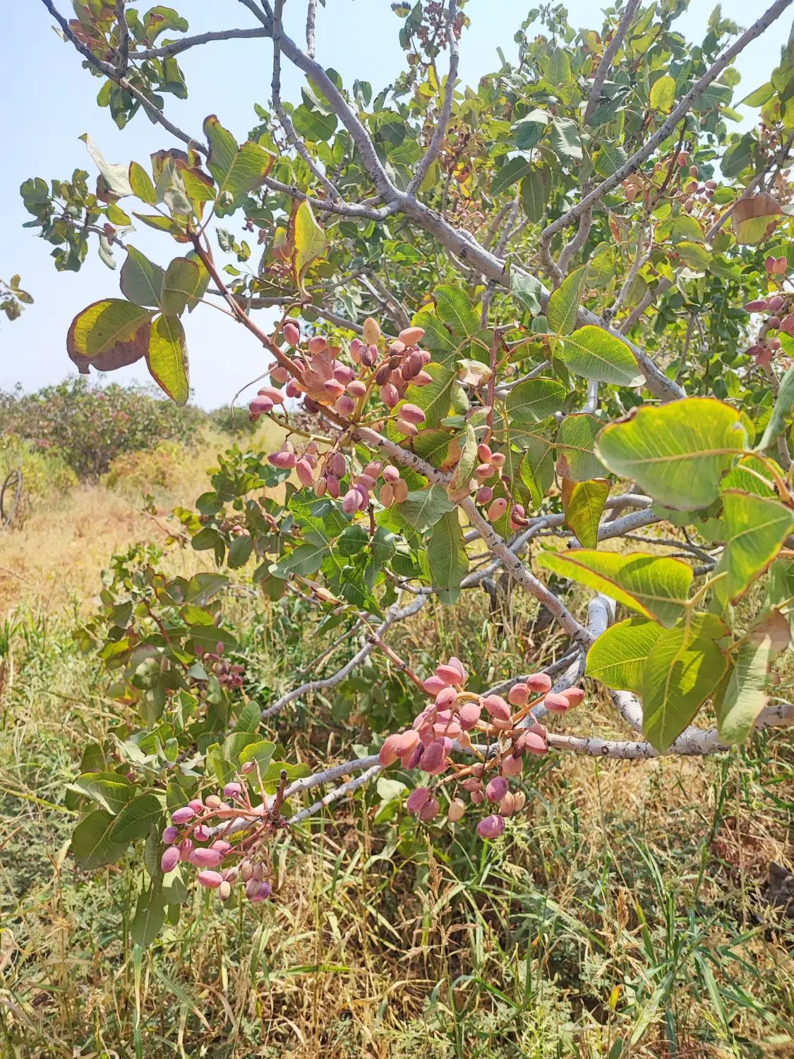 زمین کشاورزی قم