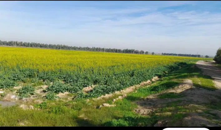 فروش زمین کشاورزی سند ثبتی 260هکتار