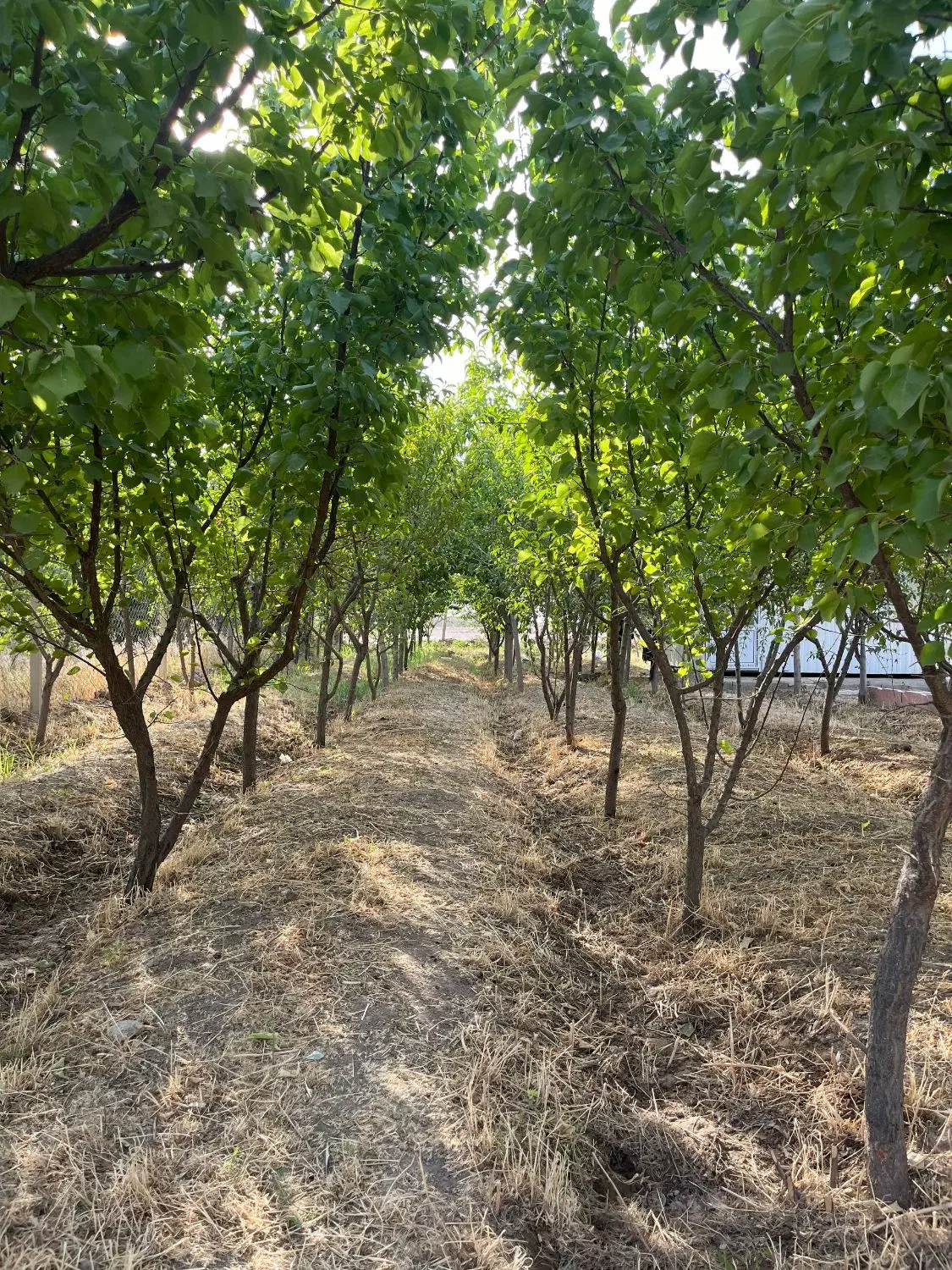 باغ ۴۰۰ متری ، روستای بختیار