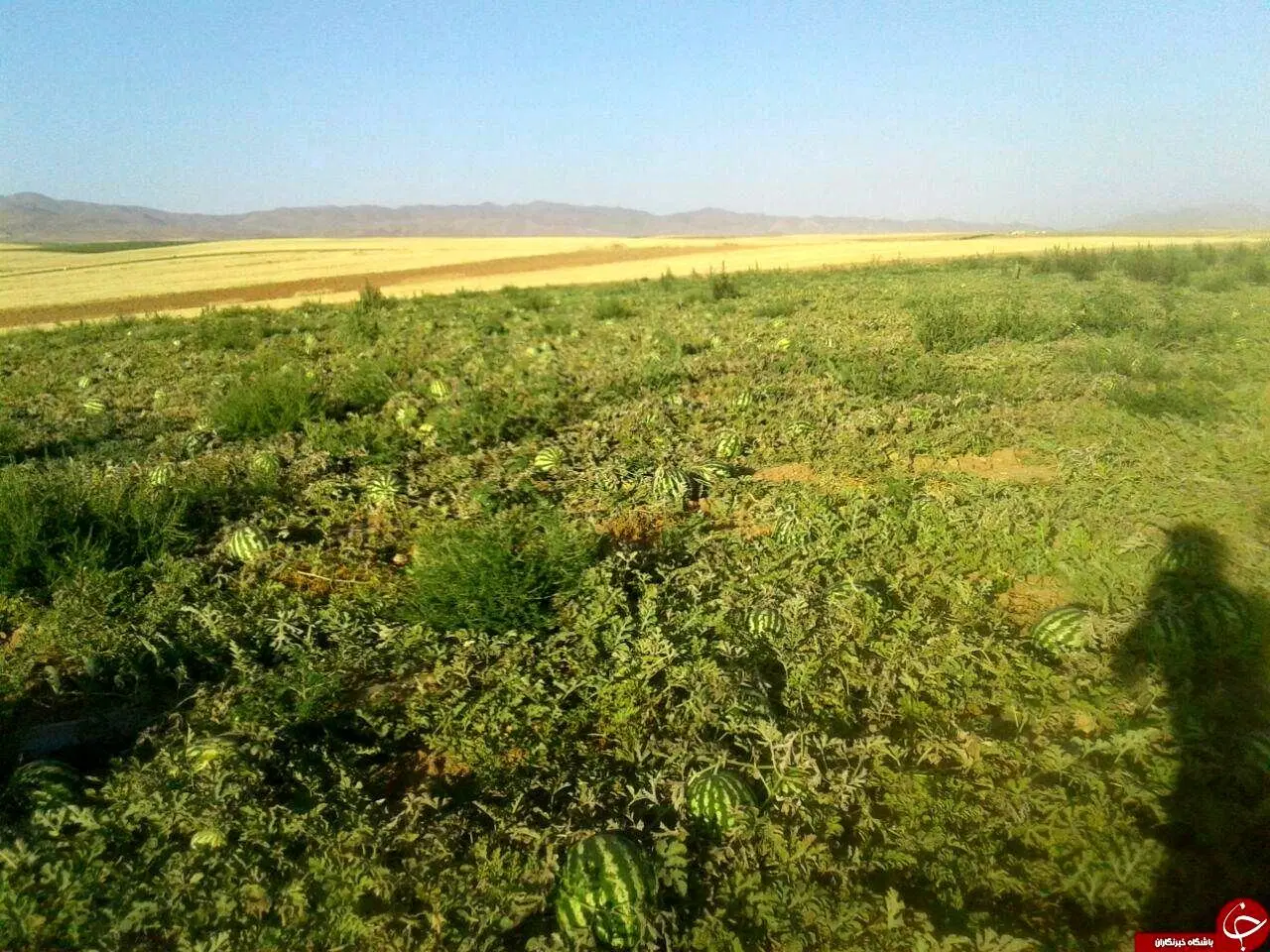 زمین کشاورزی کوچه صحرا