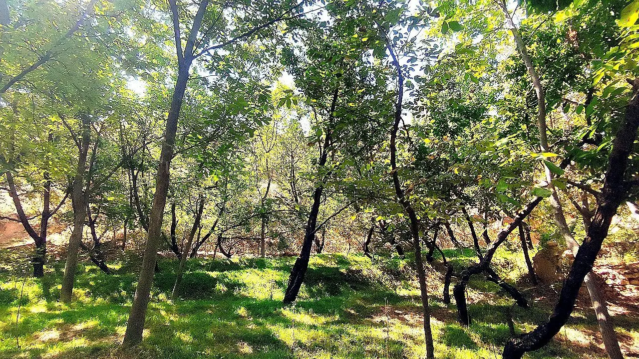 باغ در روستای درصوفیان روبروی روستا به مساحت 1500