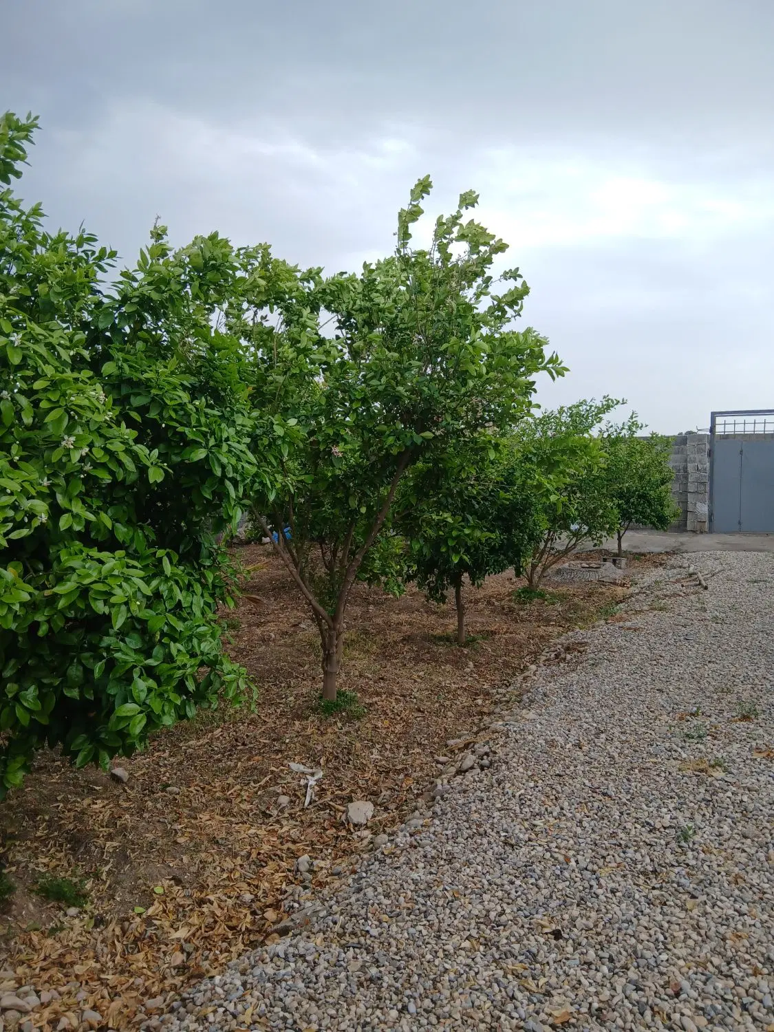 باغچه ۵۰۰ متری