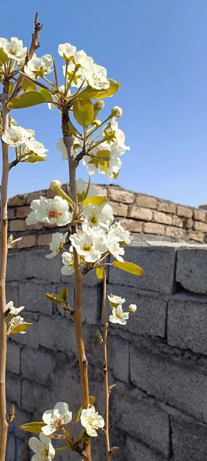 ۵۰۰ متر زمین باغی دونبش دارای سند ناظریه نیلوفر