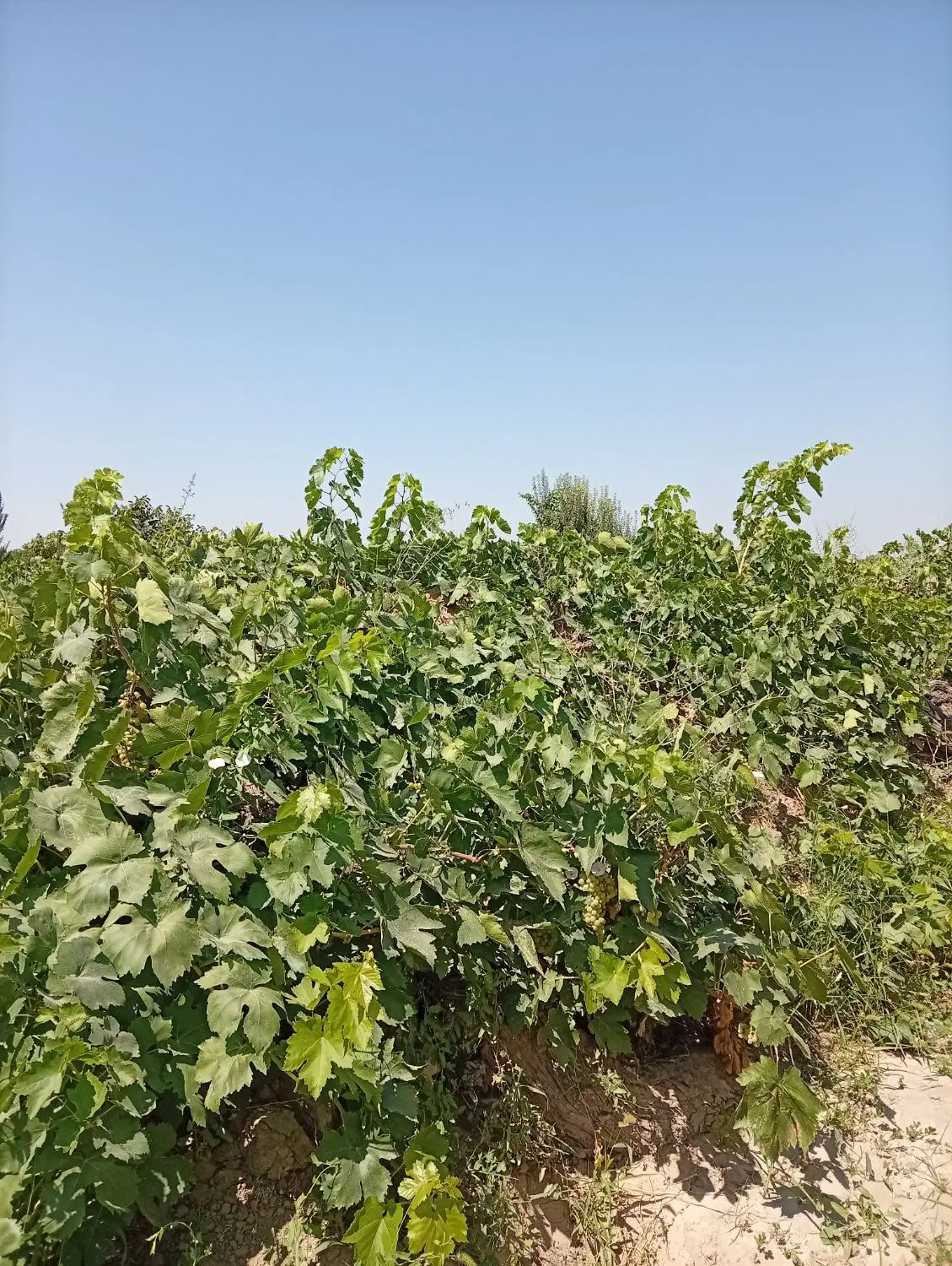باغ انگور