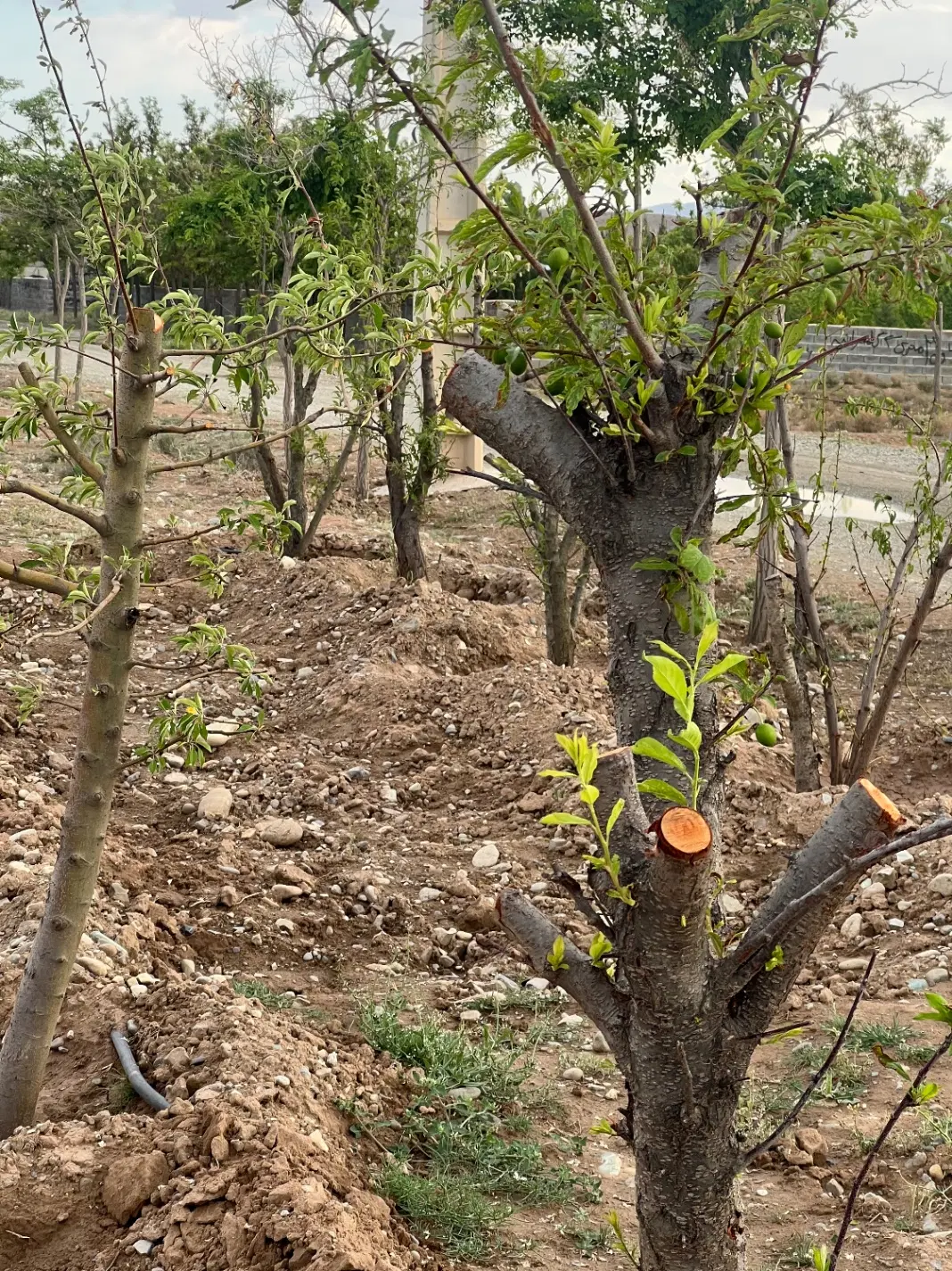 باغچه سنددار سهیلیه زعفرانیه