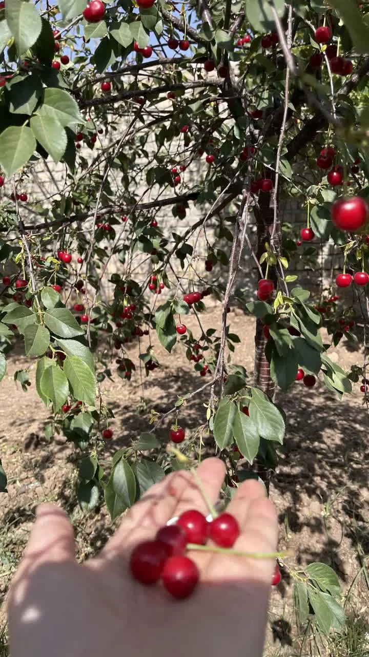 باغ چهار دیواری روستای کوشکک