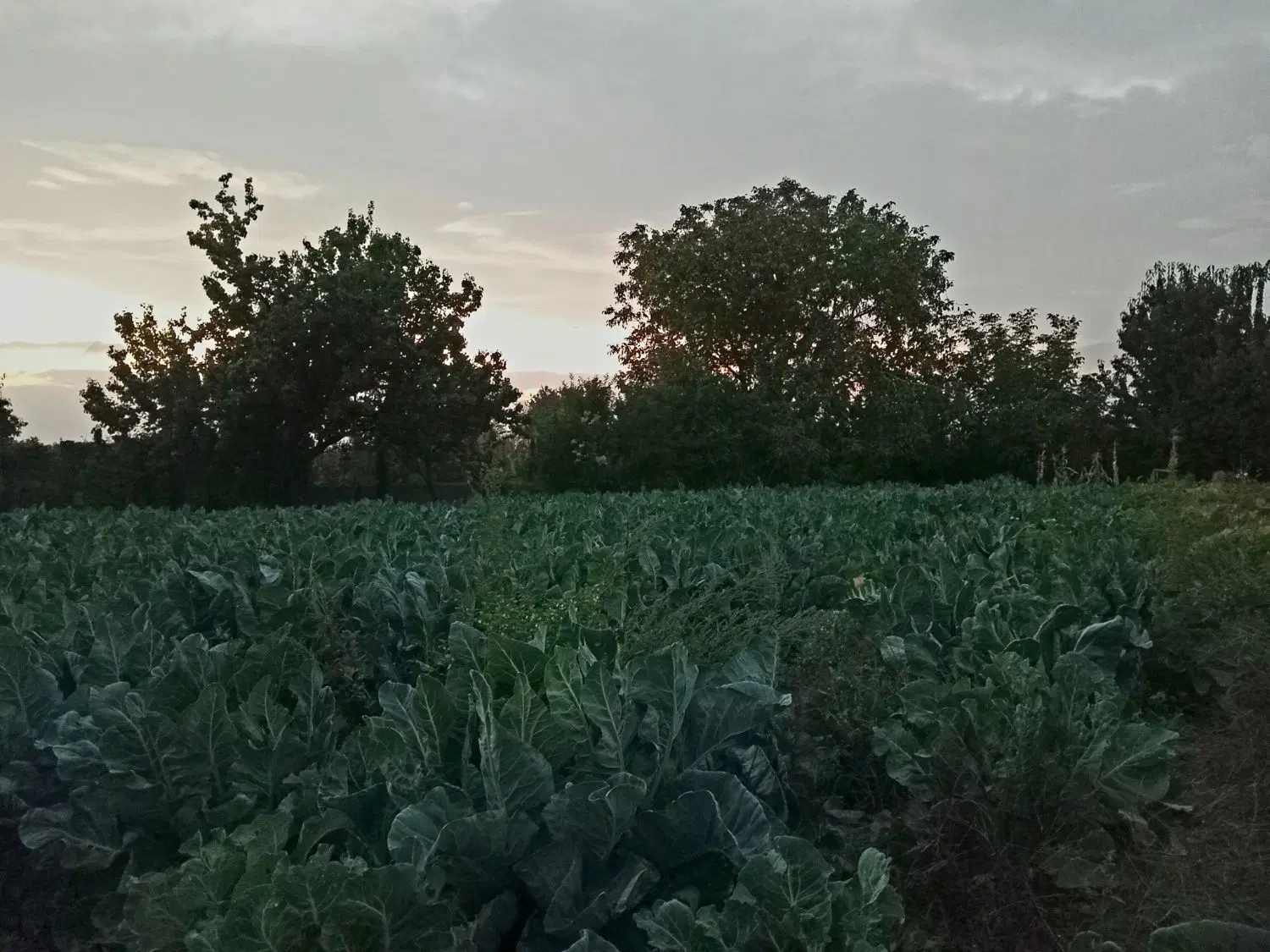زمین کشاورزی
