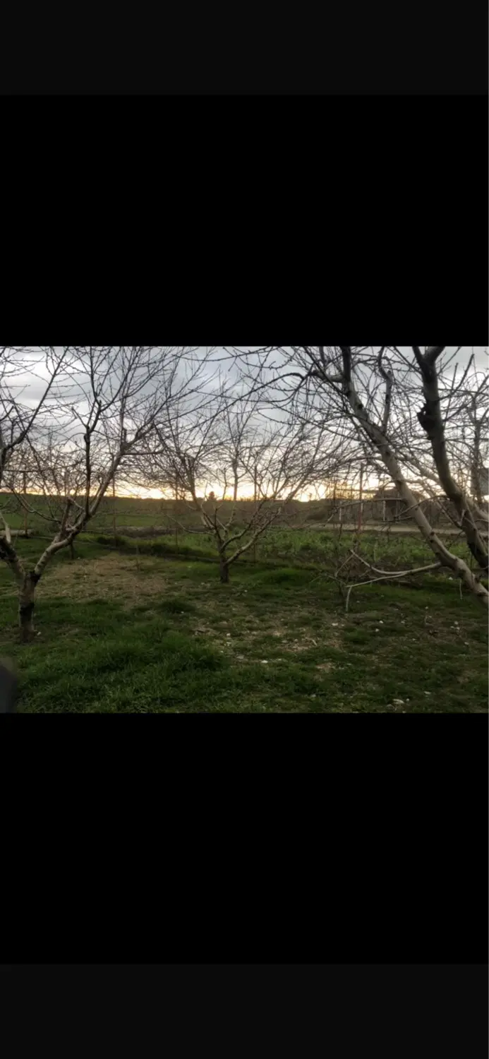 زمین باغی شصکلا
