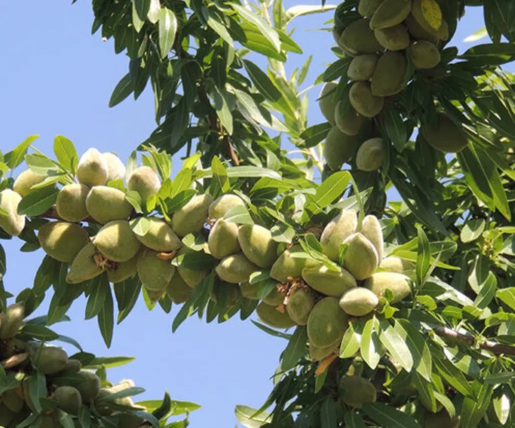 فروش باغ بادام قدیم آباد