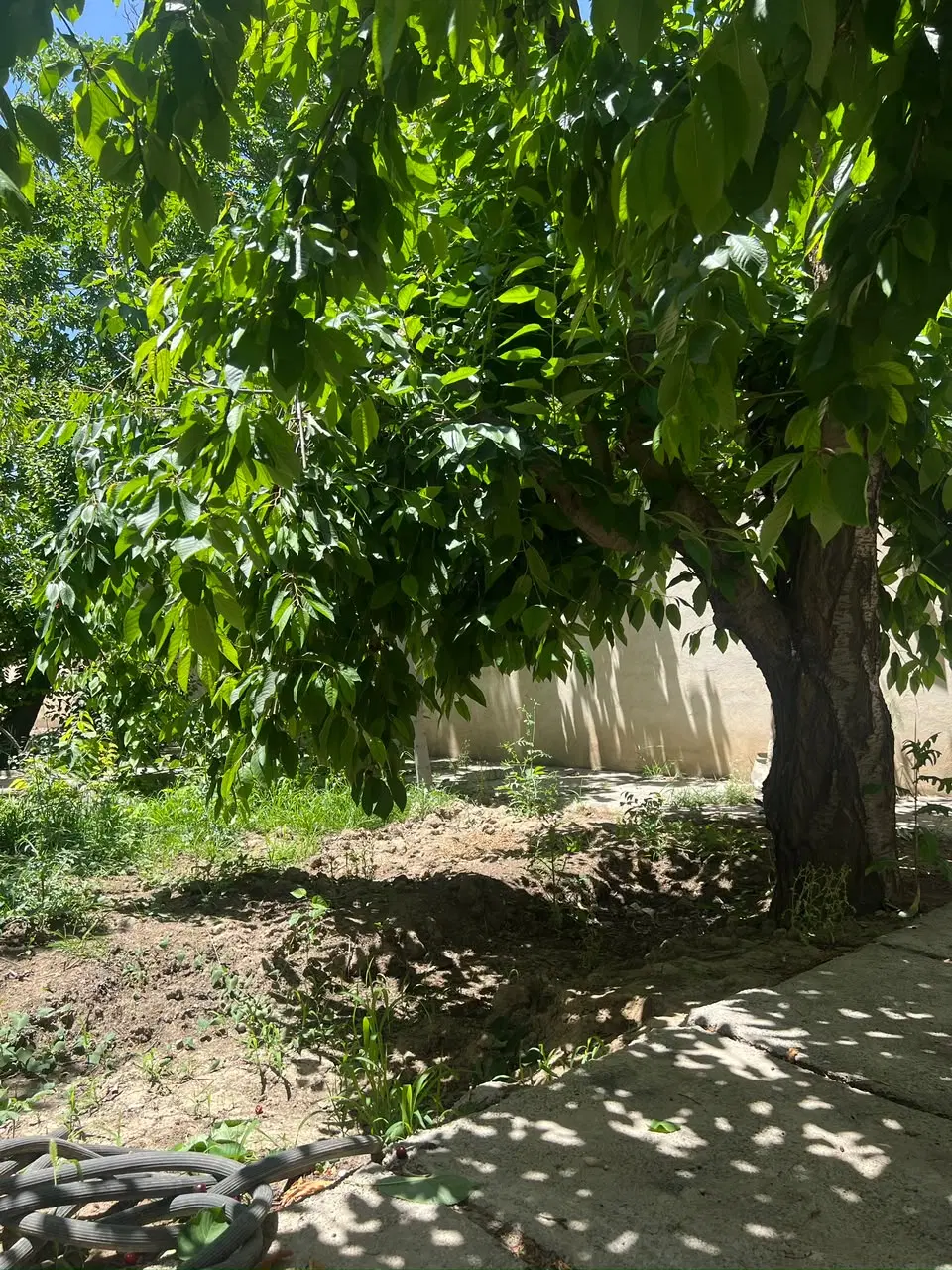 بآغچه محمدشهر