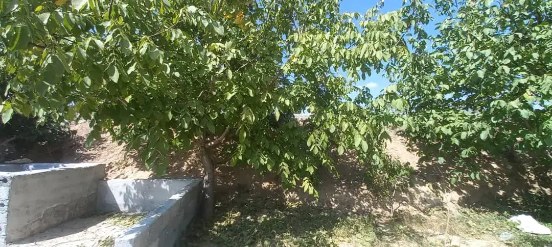 باغ بادام مامایی