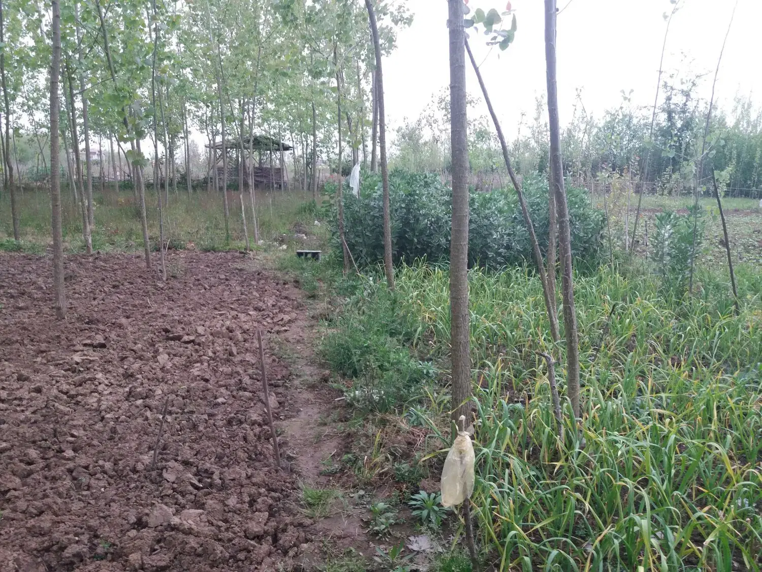 زمین باغی