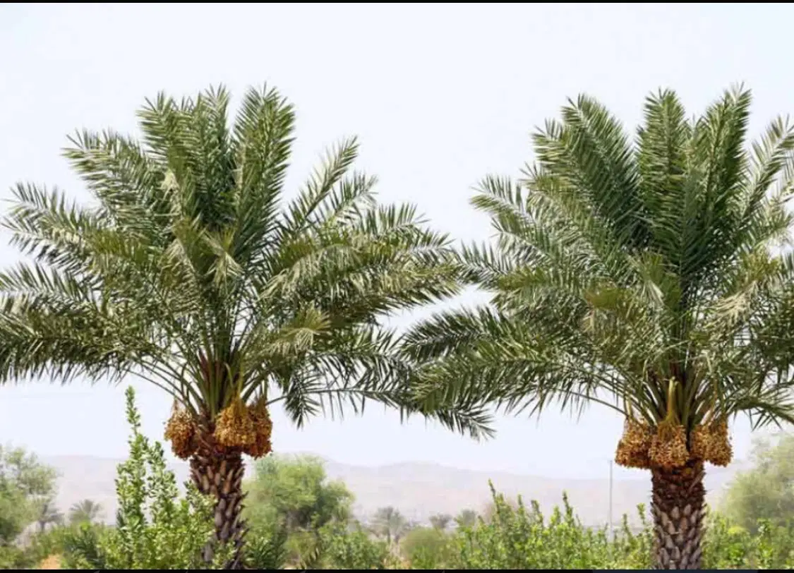 اجاره باغ خرما