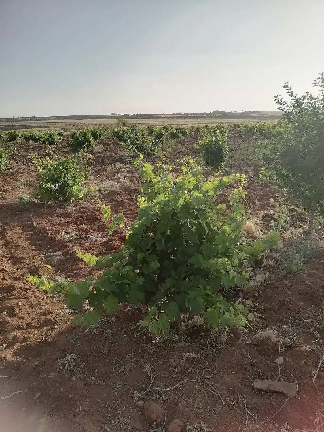 معاوضه وفروش زمین باغی
