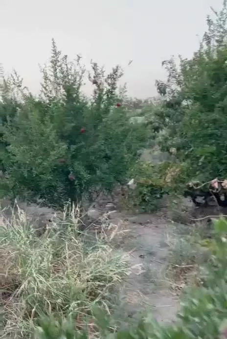 باغ چهاردیواری با درخت ۱۵ ساله سند دار