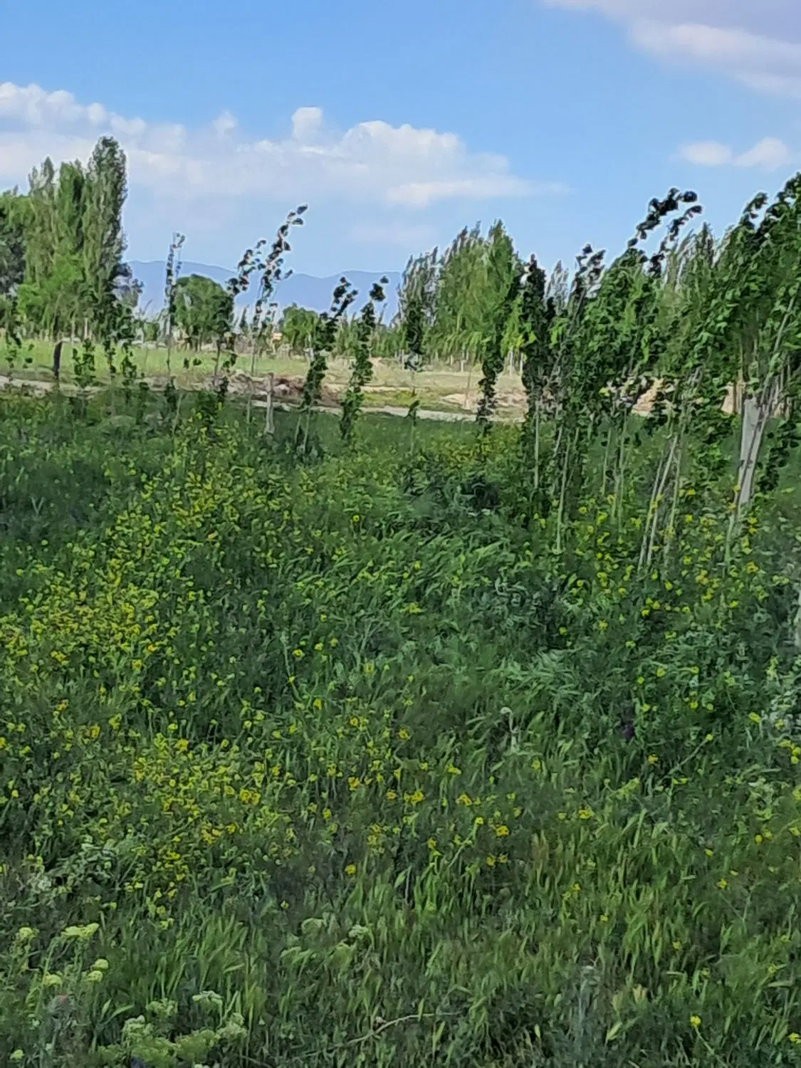 زمین و باغ ۱۴۷۵ متر مربع گلمغان
