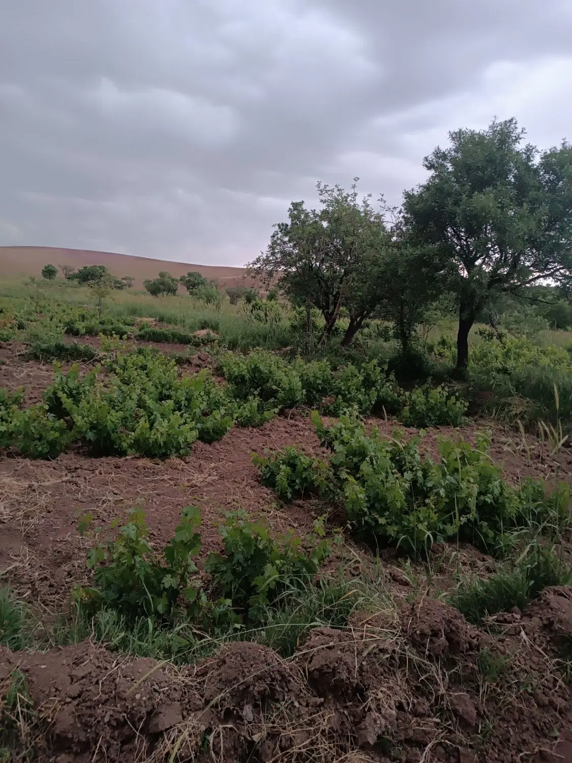 باغ انگور