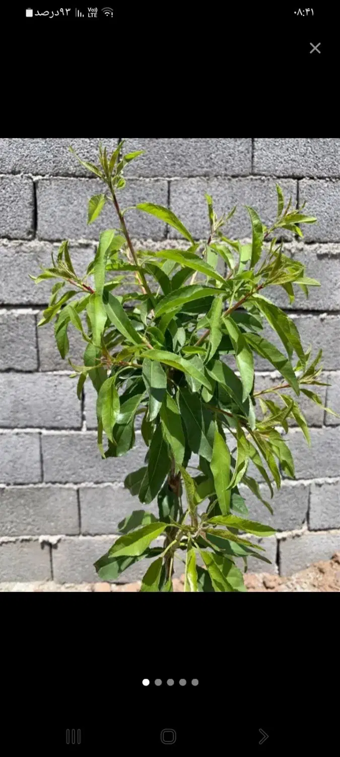باغچه ۵۰۰ متری فوری فروشی