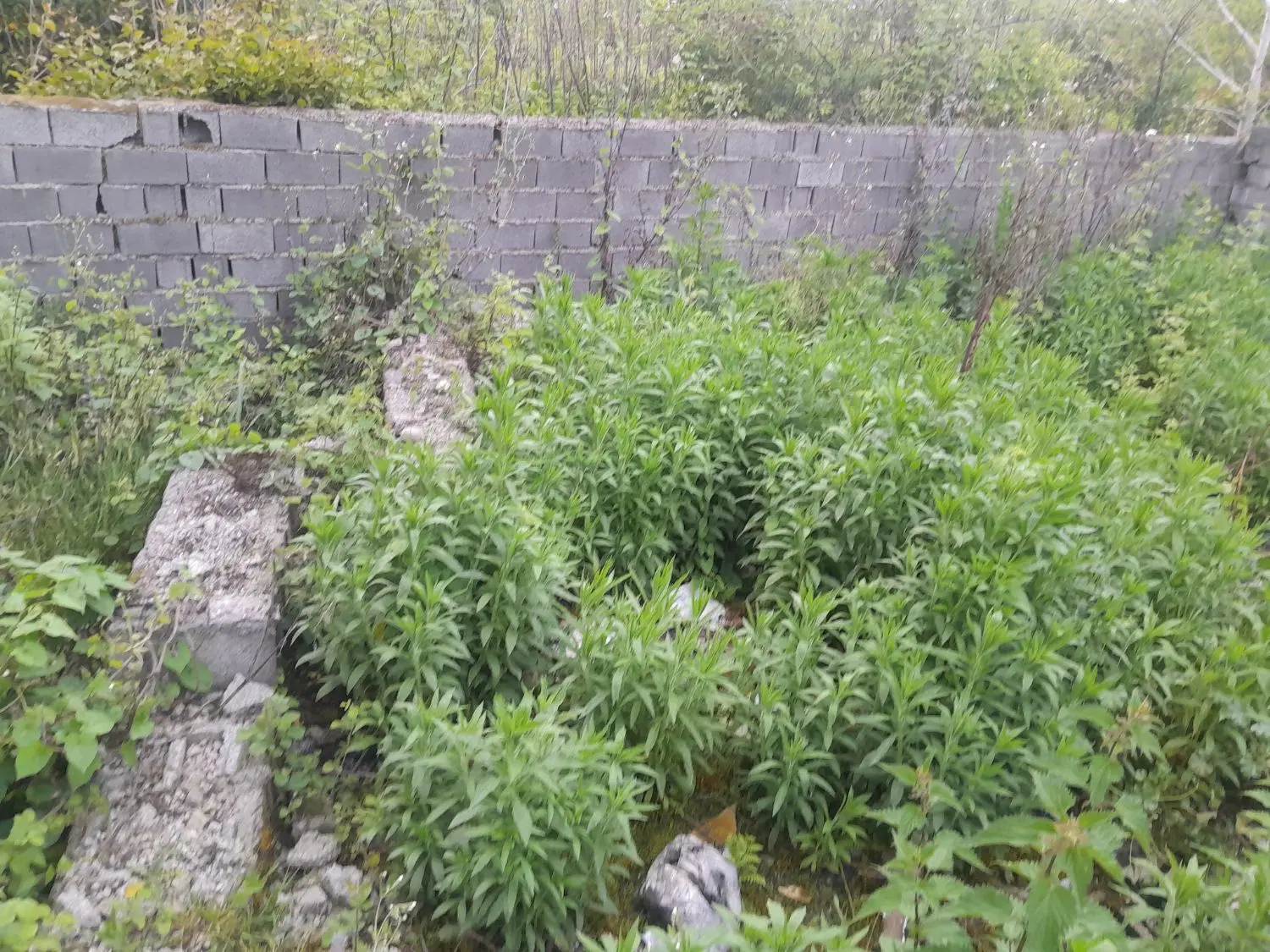 زمین مسکونی