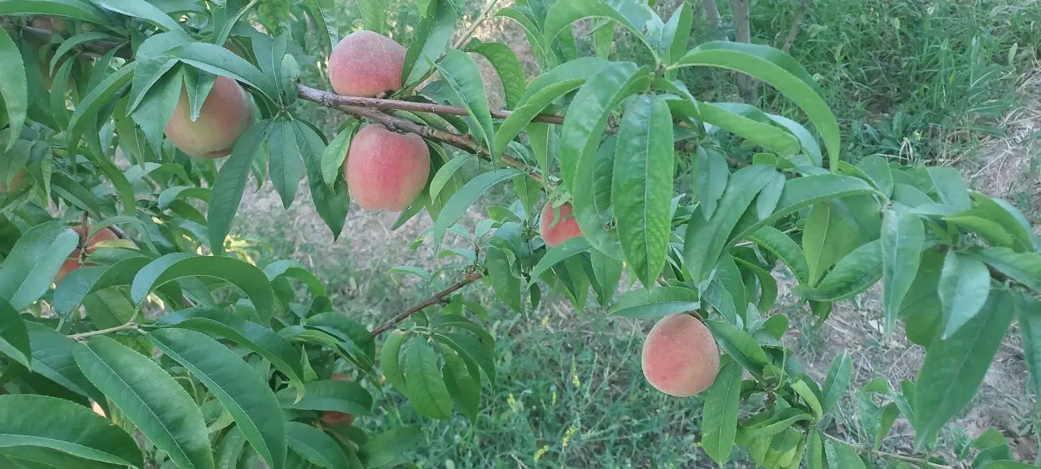 باغ زیر کمربندی میدان پهلوان کشوری