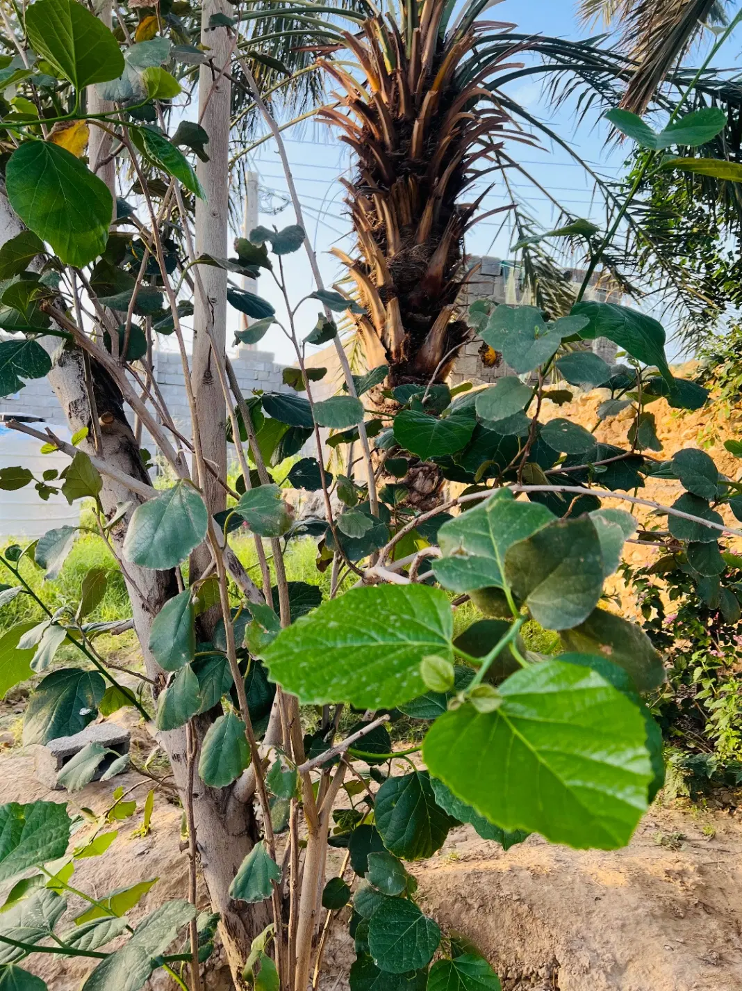خونه باغ روستا