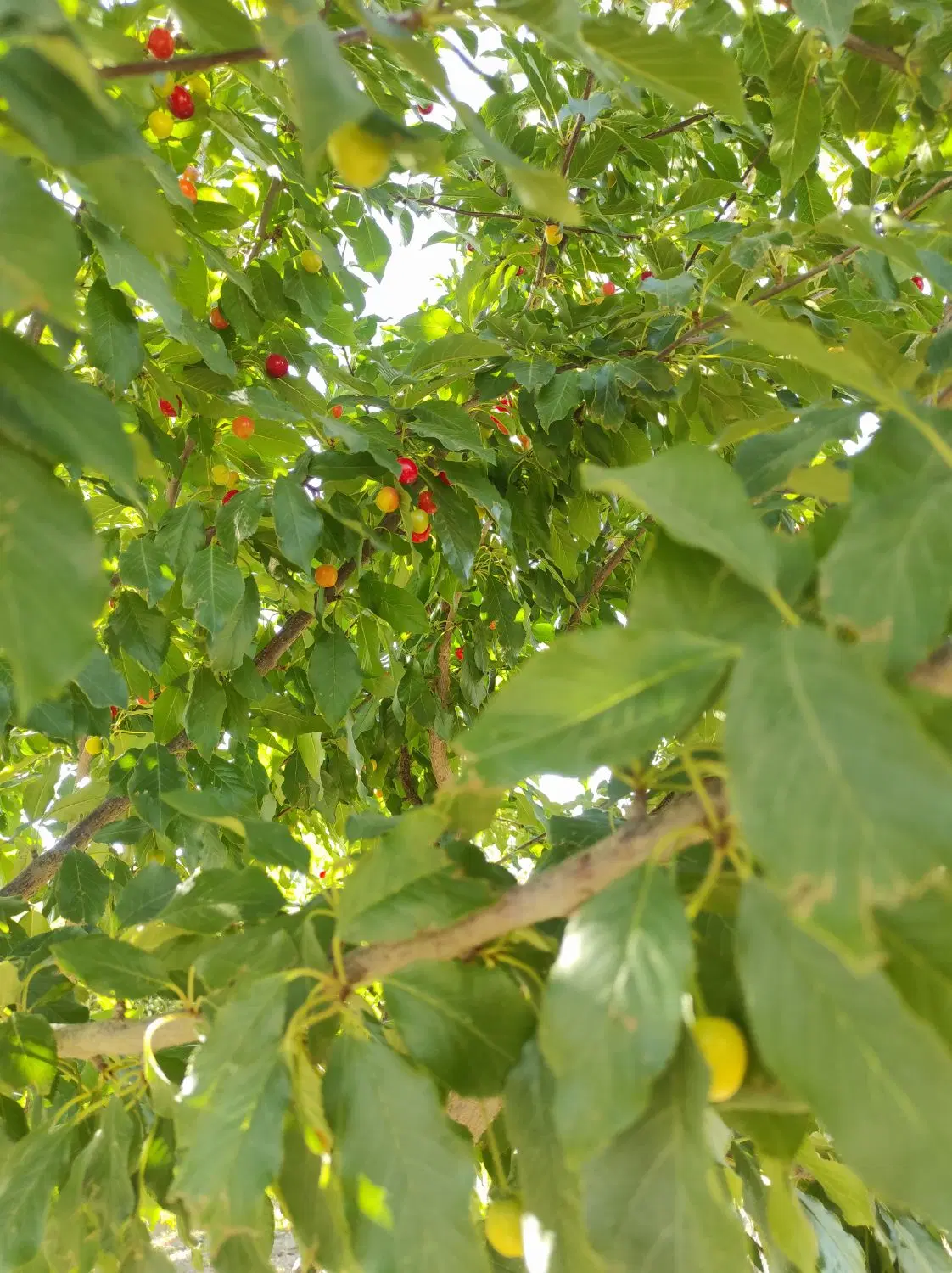 باغ با موقعیت مکانی عالی