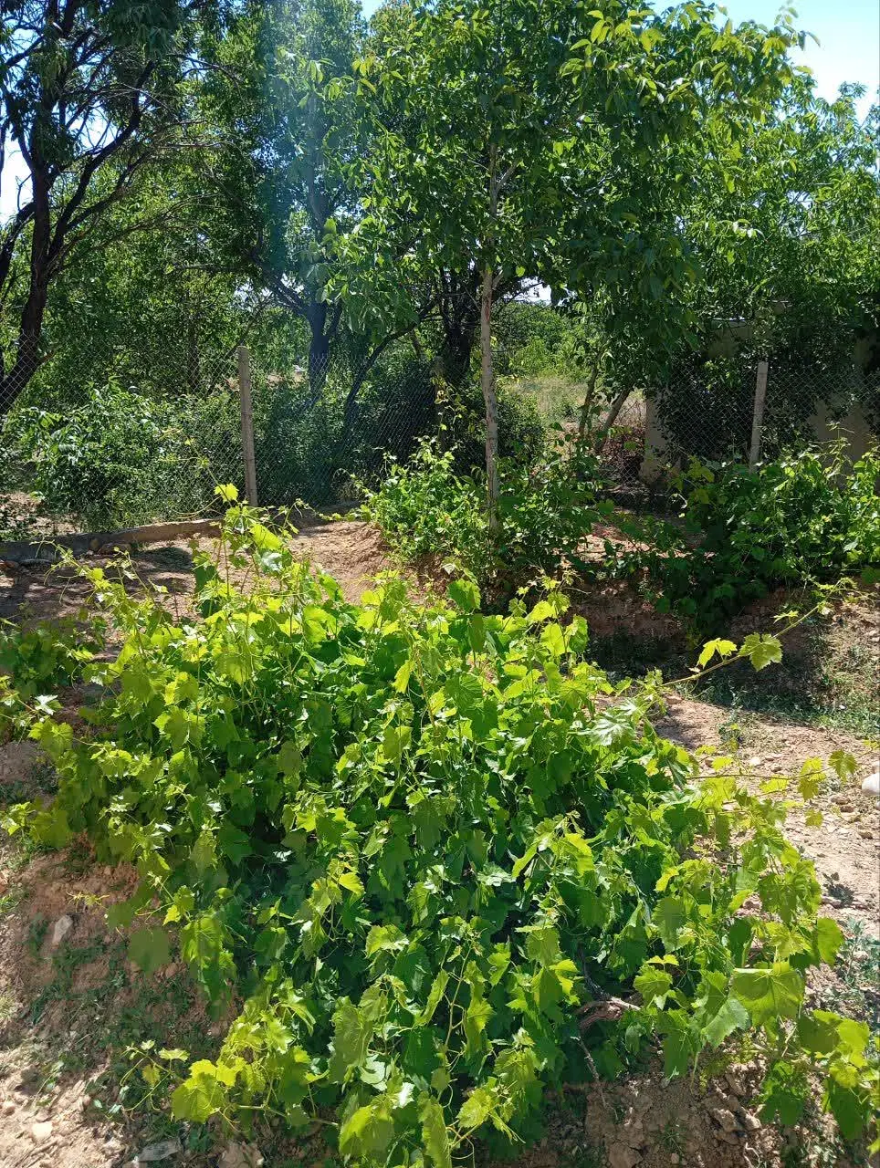 خونه باغ