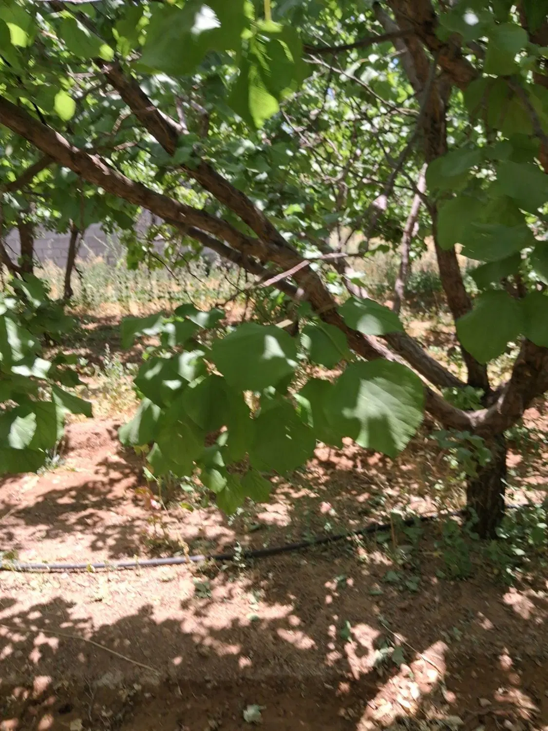 فروش باغ ثمری