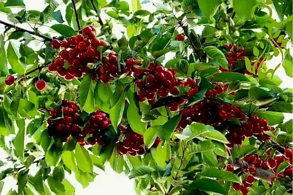 باغ شهر گلبهار(روستای آبقد)