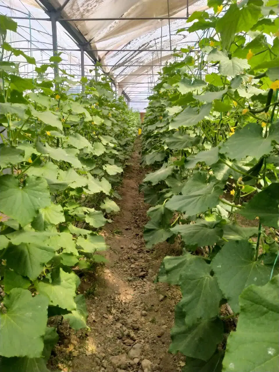 گلخانه اجاره ای در فاز یک شهرک آوه
