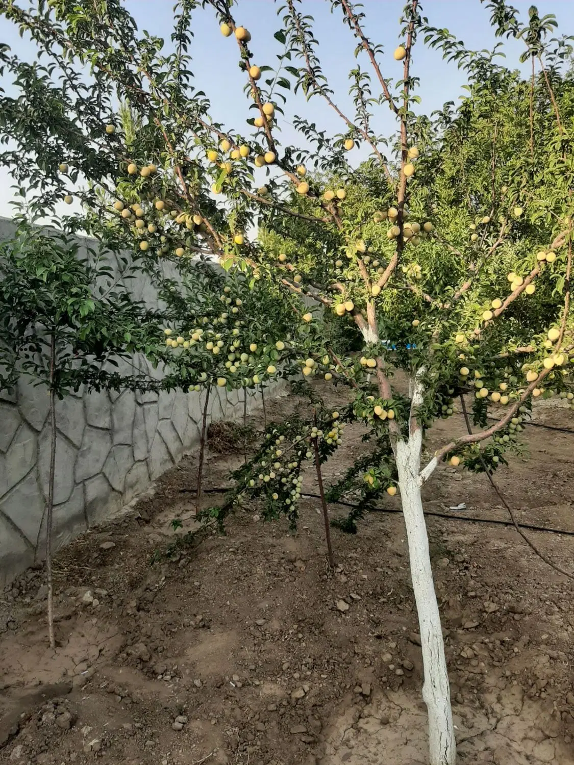 باغ فروشی واقع در ابتدای حیدره
