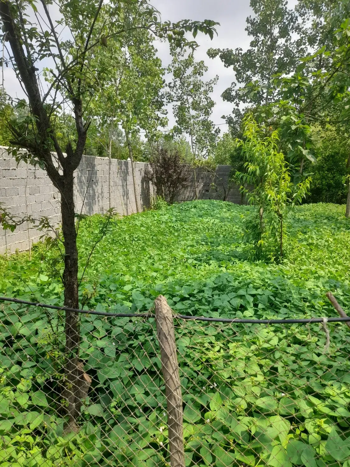 فروش فوری زمین مسکونی ویشکاننک سنگر