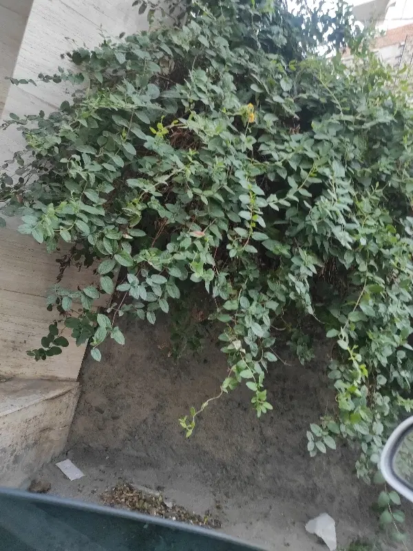 زمین قلعه