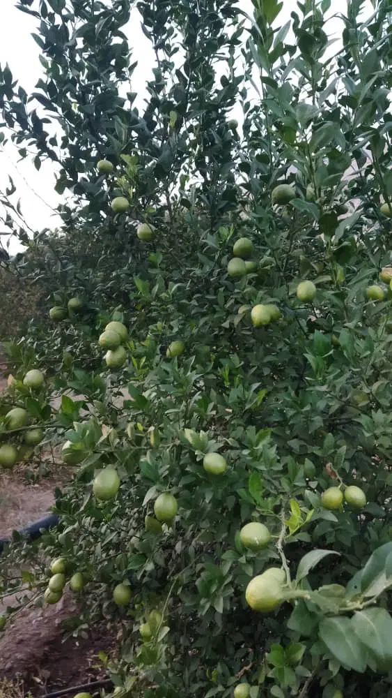 فروش چهارفرزندی