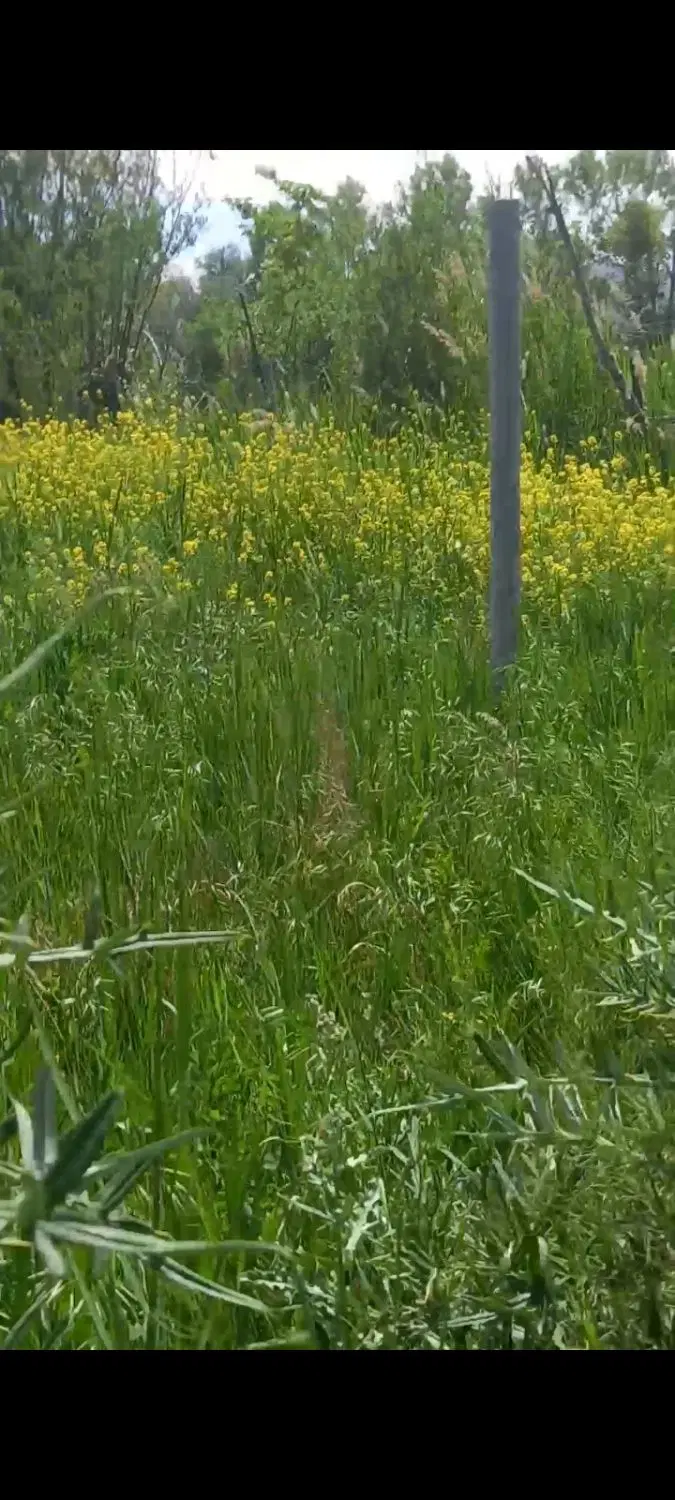 زمین ویلای یام
