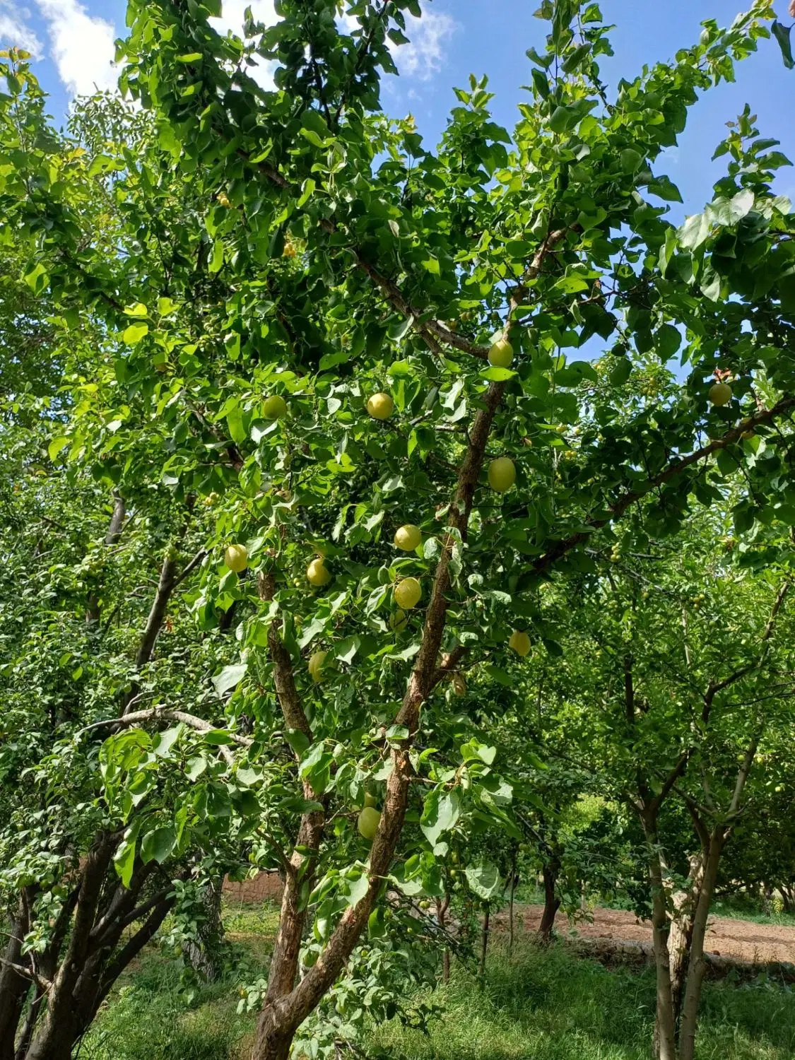 فروش یه قطعه باغ در روستای بیدواز